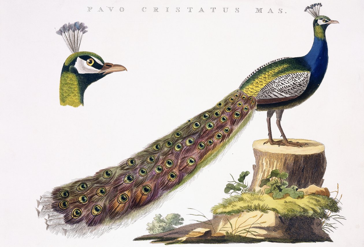 Peafowl, n. 1809-1829 tekijältä Jan Christiaen Sepp
