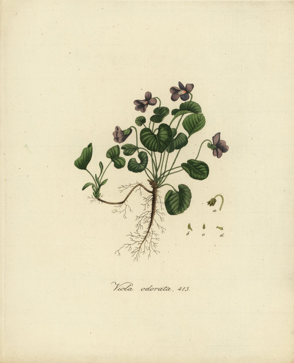 Makea violetti tai englantilainen violetti, Viola odorata tekijältä Jan Christiaen Sepp