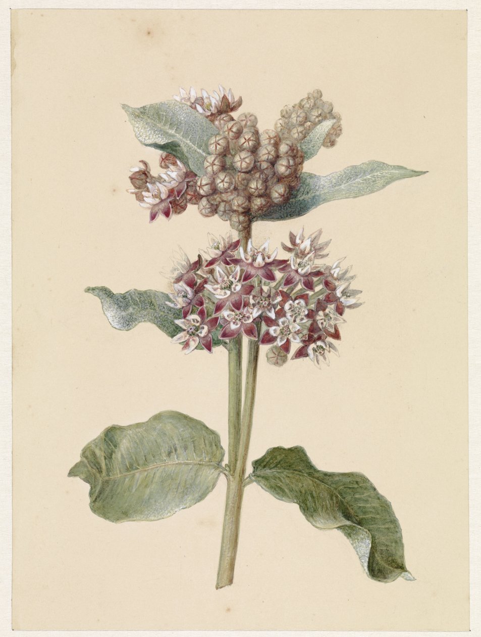 Kukkivat Asclepias-lajit tekijältä Jan Jacob Goteling Vinnis