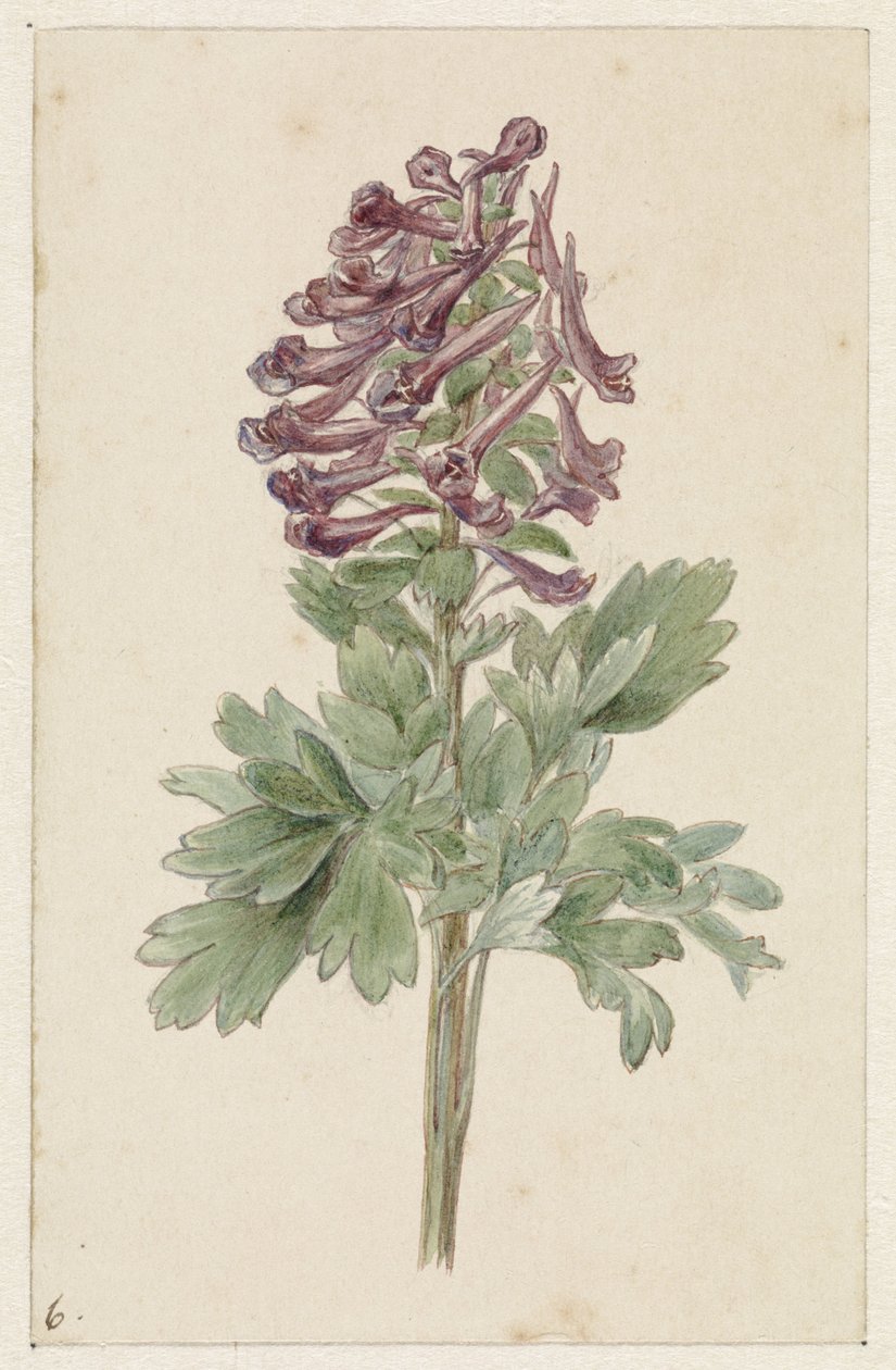 Kukkiva Corydalis bulbosa tekijältä Jan Jacob Goteling Vinnis
