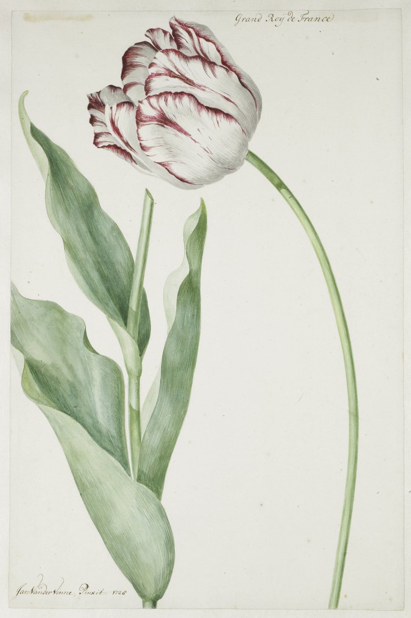 Tulppaani Grand Roy de France tekijältä Jan Laurensz. van der Vinne