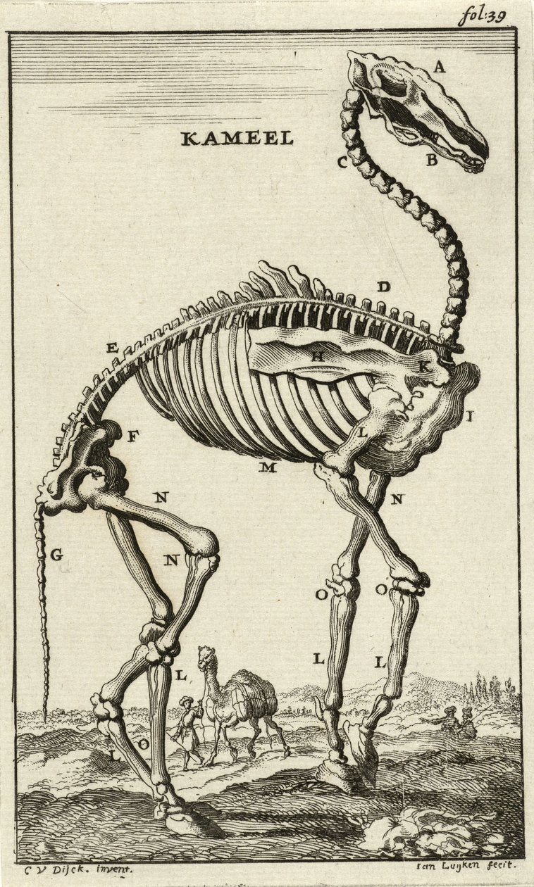 Kamelin luuranko, n. 1680-luku tekijältä Jan Luyken