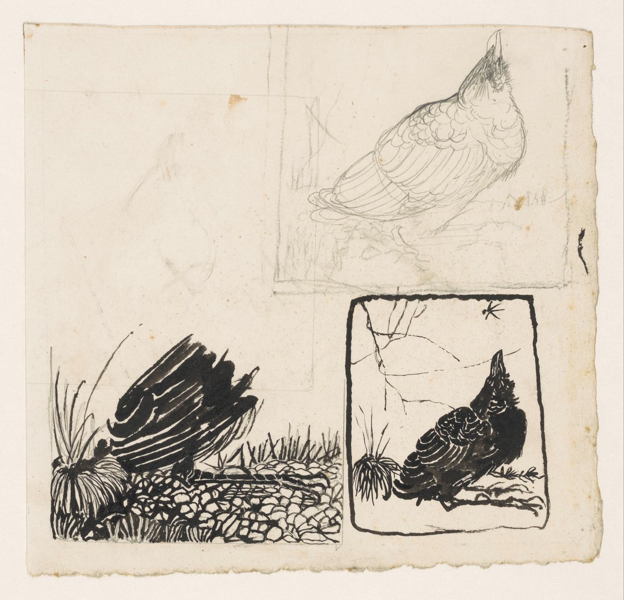 Crow, katselee hyttystä tekijältä Jan Mankes