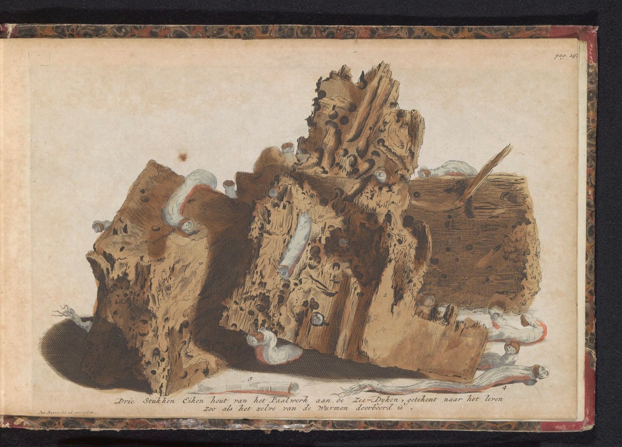 Paalutyön osat, joihin laivamato vaikuttaa, 1731 Kolme tammipuuta Paalwerk aan de Zee-Dykenistä, piirretty wurmenien lävistämän elämän jälkeen (otsikko esineessä) tekijältä Jan Ruyter