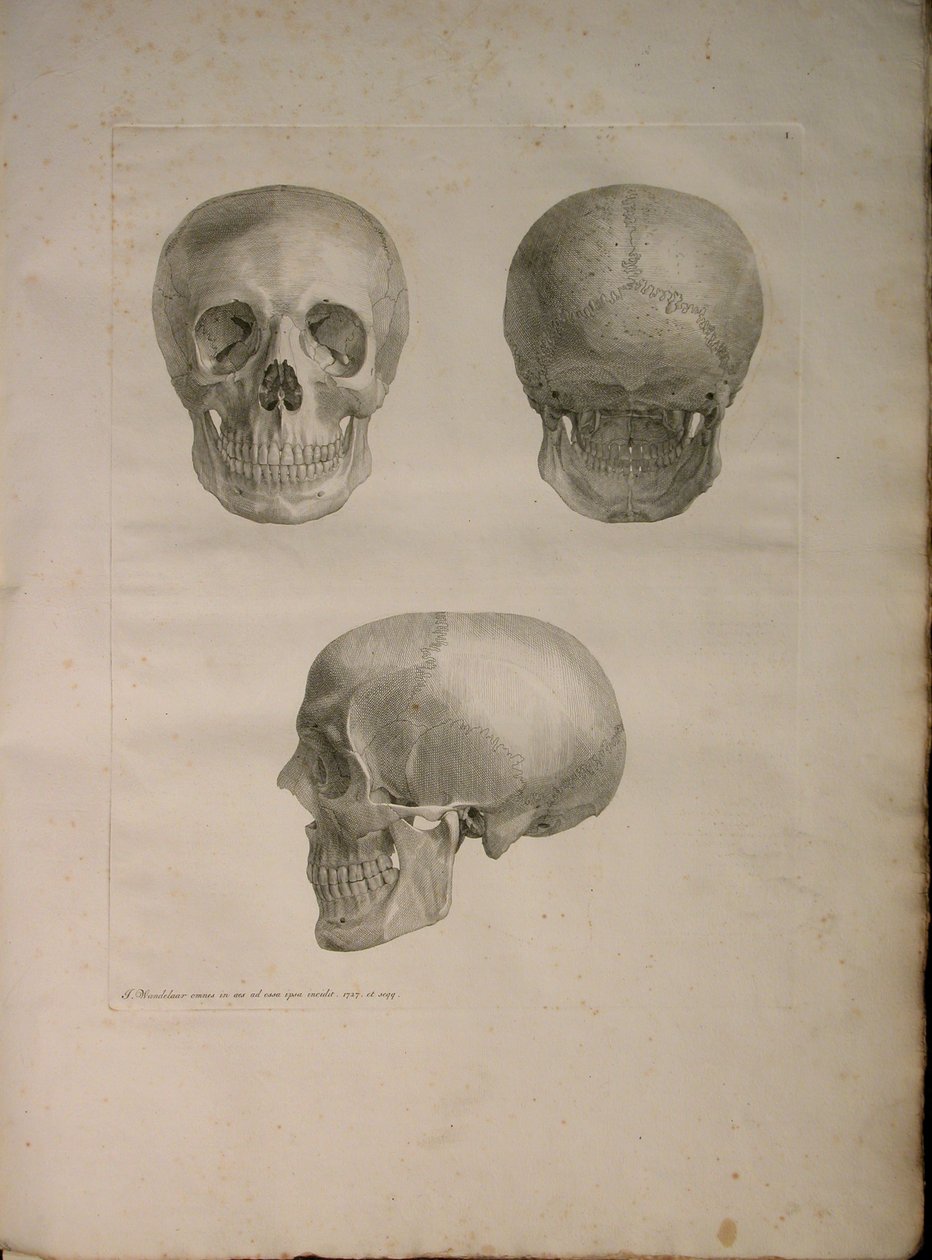 Albinus II, Pl. I, kuvitus julkaisusta "Tables of human bones", Bernhard Siegfried Albinus (1697-1770), 1729, julkaisija J.undH. Verbeek, bibliop. 1753, Leiden tekijältä Jan Wandelaar