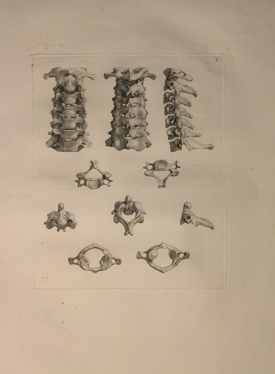 Albinus II, Pl. X: Kohdunkaulan nikama, kuva julkaisusta "Tables of human bones", Bernhard Siegfried Albinus (1697-1770), julkaisija J.undH. Verbeek, bibliop. 1753, Leiden, 1729-1753 tekijältä Jan Wandelaar