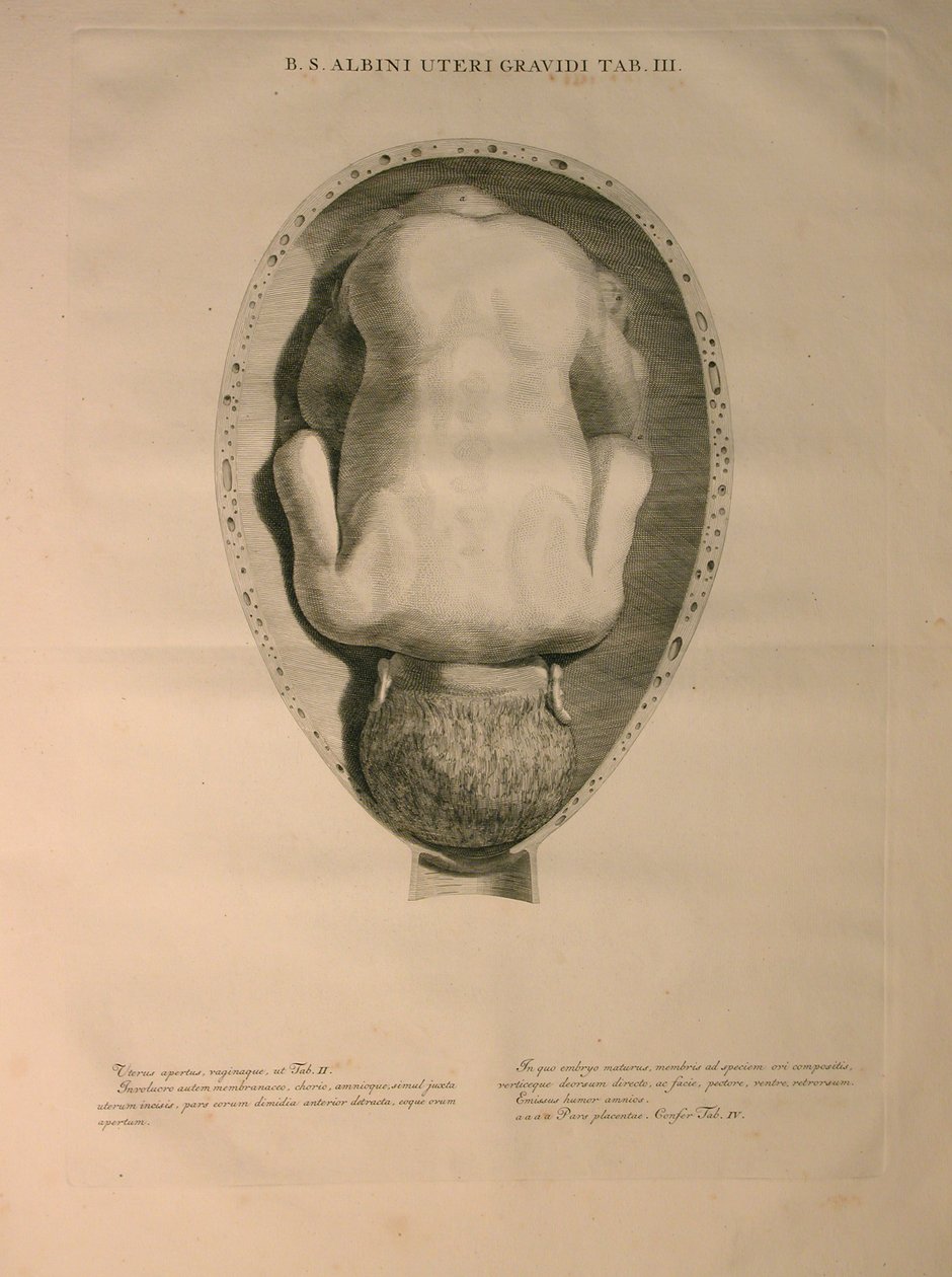 Albinus, Uterus, Pl. III, kuvitus julkaisusta "Tables of human bones", Bernhard Siegfried Albinus (1697-1770), julkaisija J.undH. Verbeek, bibliop., Leiden, 1748 tekijältä Jan Wandelaar