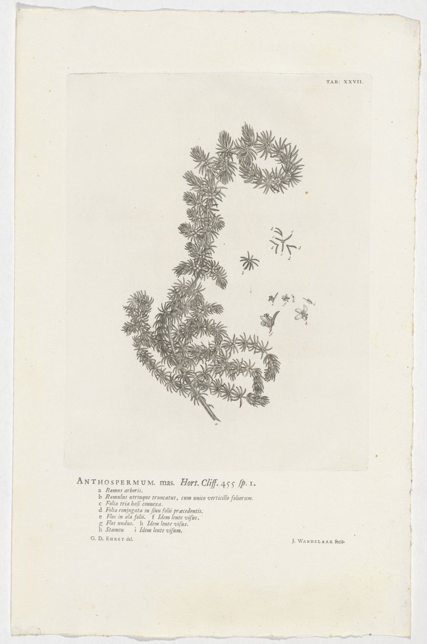 Anthospermum aethiopicum Anthospermum uros. Puutarha. Cliff. 455 sp. 1 (otsikko objektissa) tekijältä Jan Wandelaar