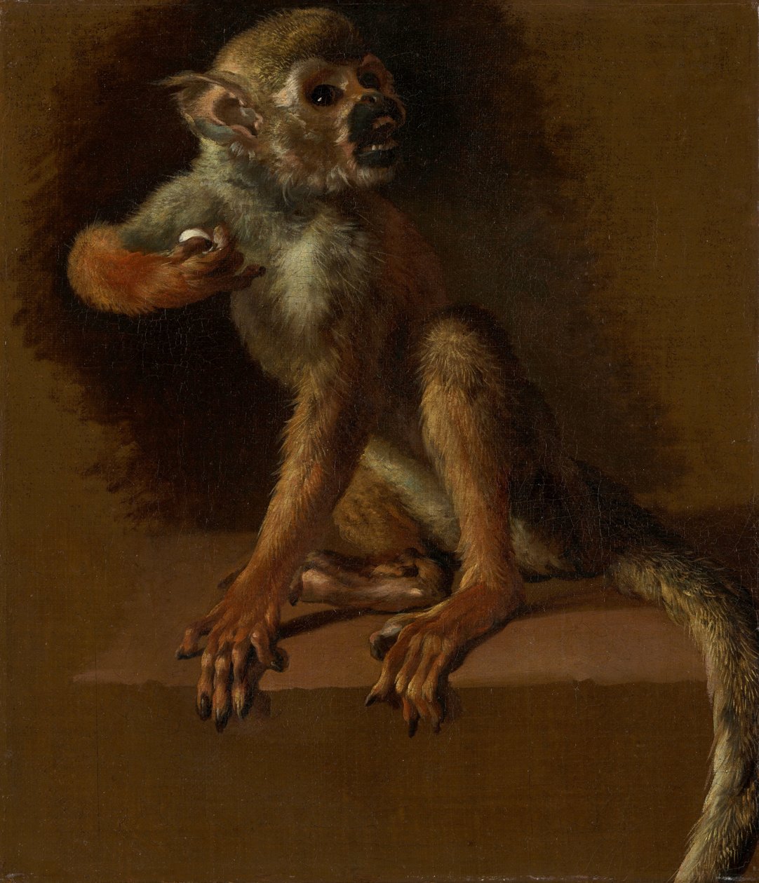 Istuva apina tekijältä Jan Baptist Weenix