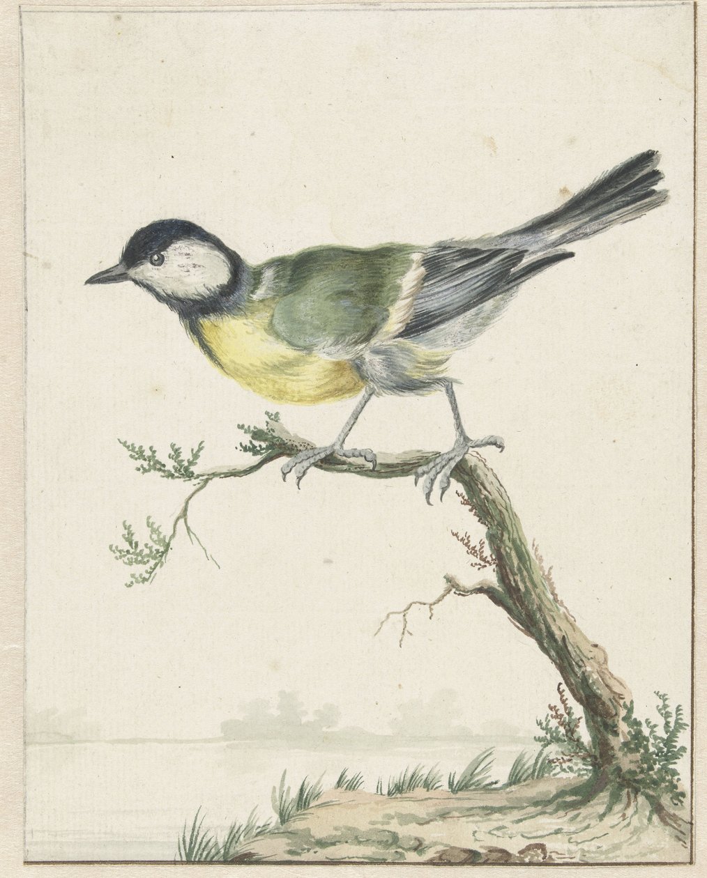 Hiilitiainen tekijältä Jan Baptist Weenix