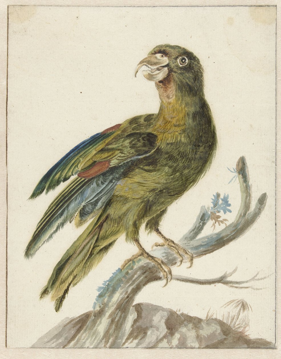 Papukaija tekijältä Jan Baptist Weenix