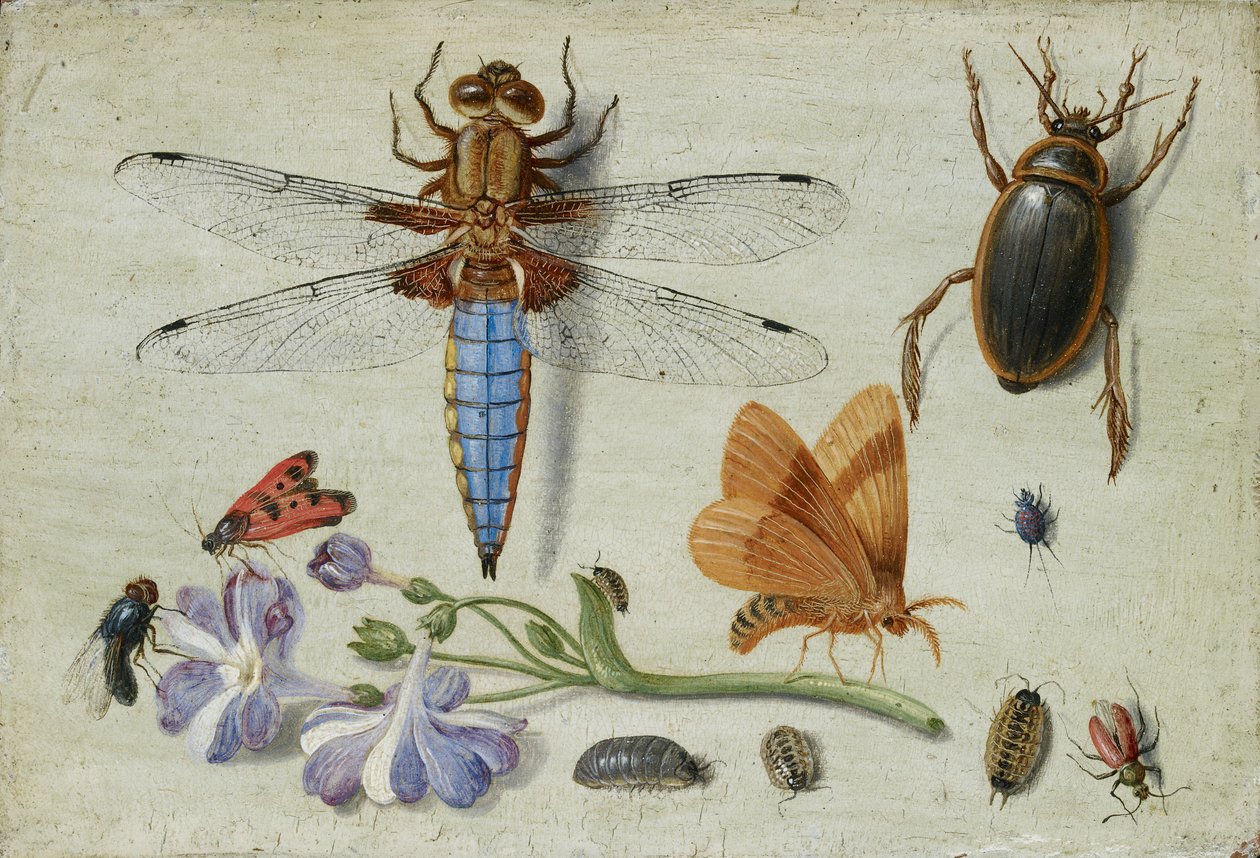 Kukkopuukko, kovakuoriainen, puutäi ja muut hyönteiset, korvonoksalla, 1650-luvun alku tekijältä Jan van Kessel