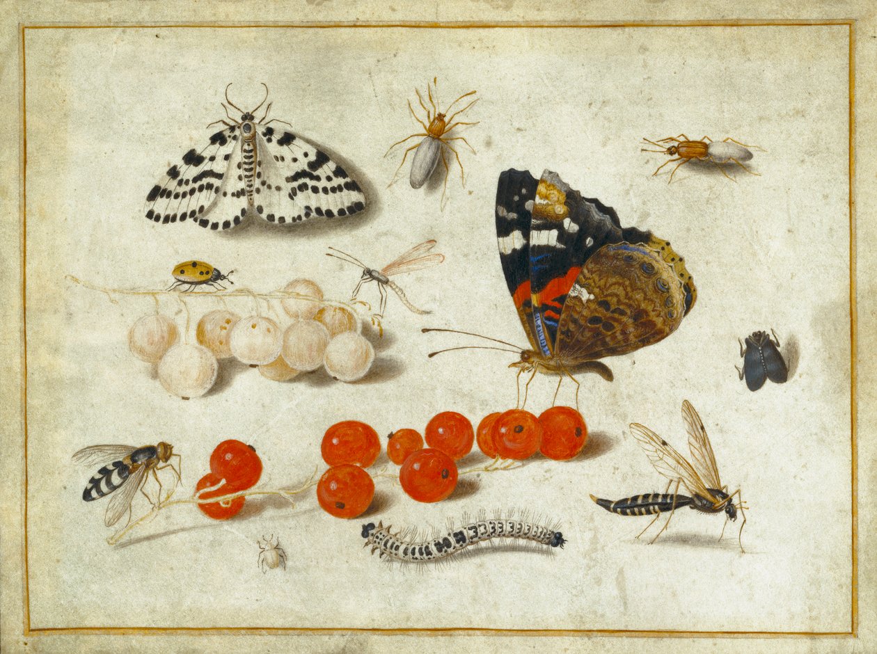 Perhonen, toukka, yöperhonen, hyönteisiä ja herukoita, noin 1650-65 (guassi ja muste pergamentille). tekijältä Jan van Kessel the Elder