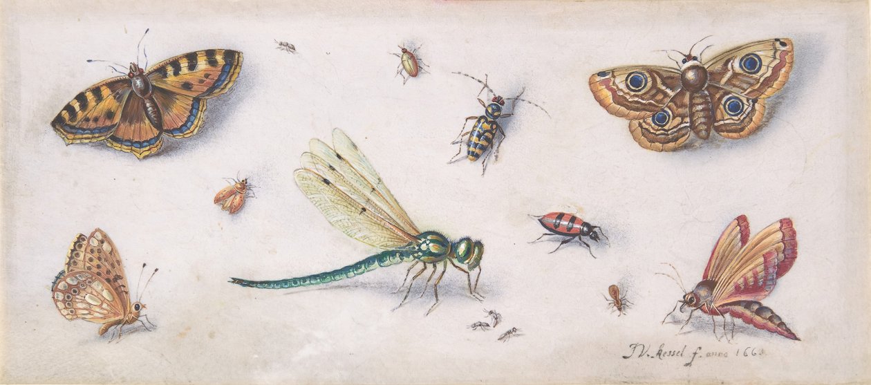 Hyönteiset, perhoset ja sudenkorento, 1600-luku. tekijältä Jan van Kessel