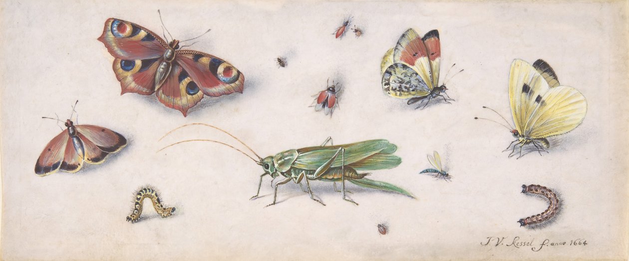 Hyönteiset, perhoset ja heinäsirkka, 1600-luku. tekijältä Jan van Kessel