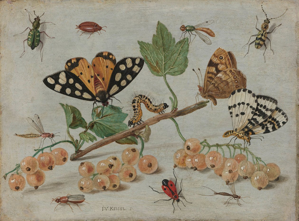 Hyönteisiä ja hedelmiä, noin 1660-5 (öljy kuparille). tekijältä Jan van Kessel the Elder