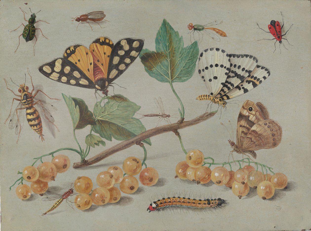 Tutkimus perhosista ja hyönteisistä, n. 1655. tekijältä Jan van Kessel