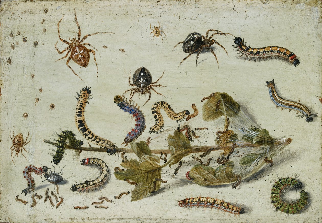 Erilaisia hämähäkkejä ja toukkia karviaisen oksalla, 1650-luvun alku tekijältä Jan van Kessel