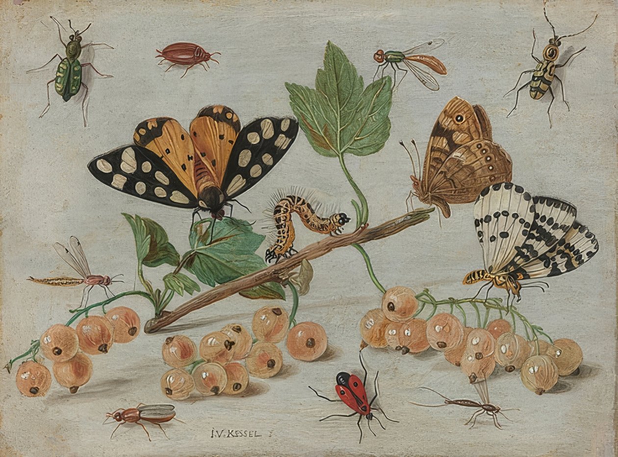 Hyönteiset ja hedelmät. Noin 1660-65 tekijältä Jan van Kessel the Elder