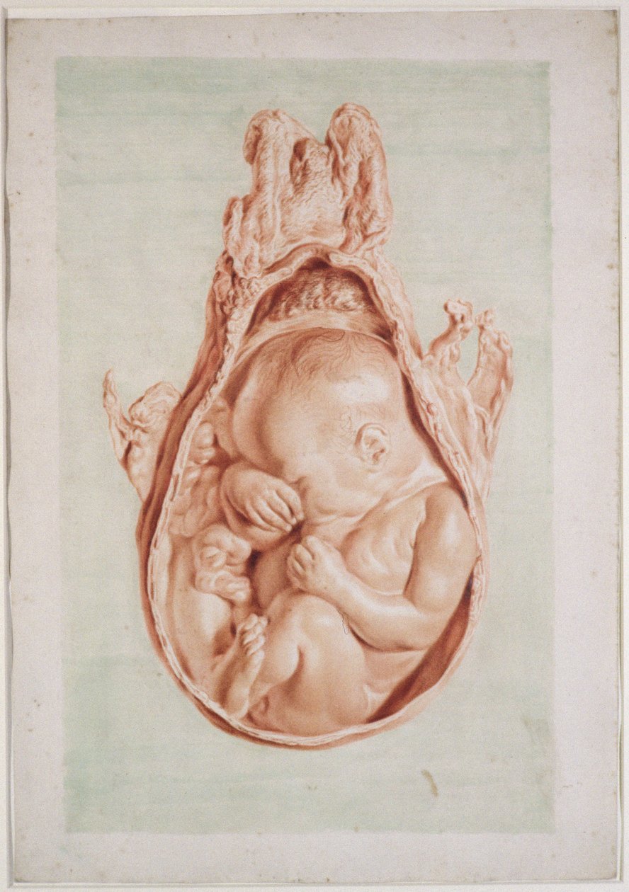 Ms Hunter 658 Levy XII Piirustus William Hunterin (1718-83) "Anatomia of the Human Gravid Uterus", 1774 (liitu paperille) tekijältä Jan van Rymsdyk