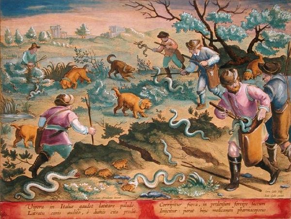 Italialaiset kyykäärmeet syövät rupikonnat, levy 60 julkaisusta "Venationes Ferarum, Avium, Piscium" (Metsästys: Wild Beasts, Birds, Fish), kaiverrettu Jan Collaert (1566-1628), julkaissut Phillipus Gallaeus of Amsterdam (käsinvärinen kaiverrus) tekijältä Jan van der Straet