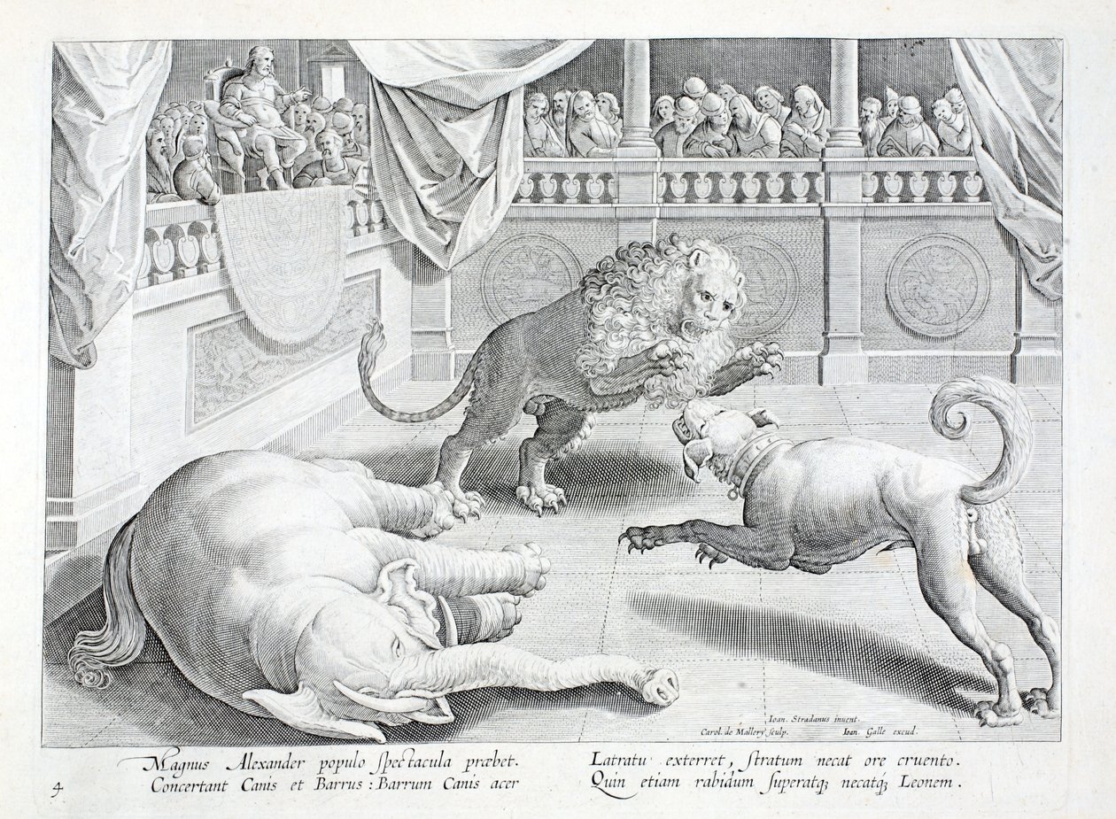 Aleksanteri Suuri laittaa esille spektaakkelin, leijonan, koiran ja norsun taistelun, kuvitus teoksesta "Venationes, Ferarum, Avium, Piscium" (Metsästys: Wild Beasts, Birds, Fish), kaiverrus Jan Collaert (1566-1628), pubi . kirjoittanut Phillipus Gallaeus, tekijältä Jan van der Straet