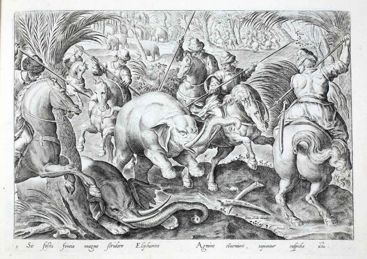 Norsut pitävät suurta melua, kun niitä lyövät metsästäjien keihäät, kuvitus teoksesta "Venationes, Ferarum, Avium, Piscium" (Metsästys: Wild Beasts, Birds, Fish), kaiverrettu Jan Collaert (1566-1628), pubi. kirjoittanut Phillipus Gallaeus, Amsterdam (kaive tekijältä Jan van der (1523 1605) Straet