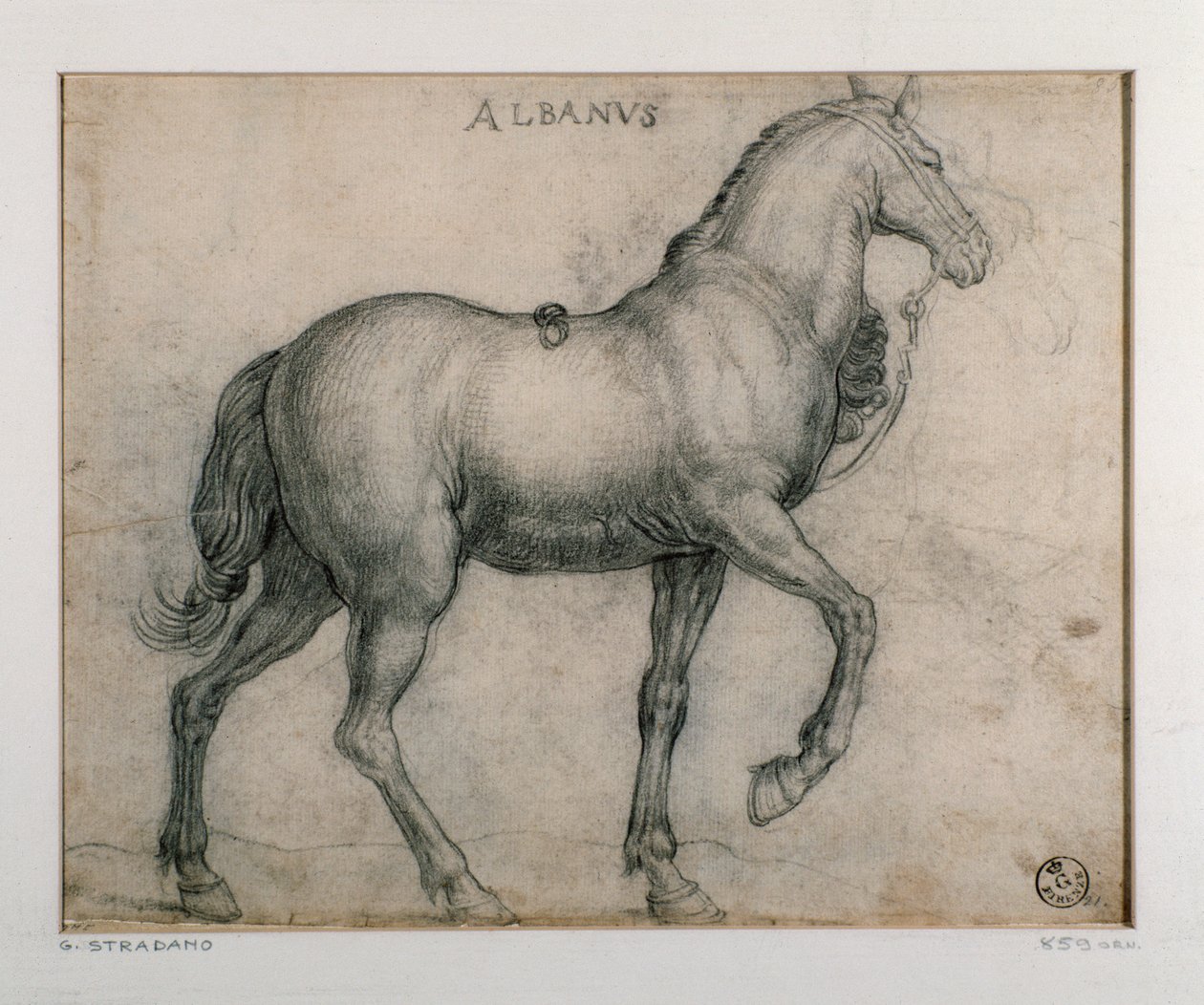 Opiskelu hevoselle Piirustus Giovanni Stradano (Jan van der Straet) (1523-1605) Firenze, Printtien ja piirustusten laitos, Uffizi (toimistot) tekijältä Jan van der Straet