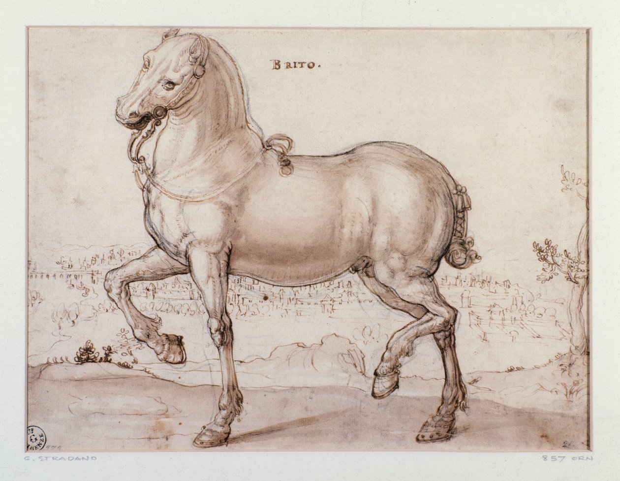 Opiskelu hevoselle Piirustus Giovanni Stradano (Jan van der Straet) (1523-1605) Firenze, Printtien ja piirustusten laitos, Uffizi (toimistot) tekijältä Jan van der Straet