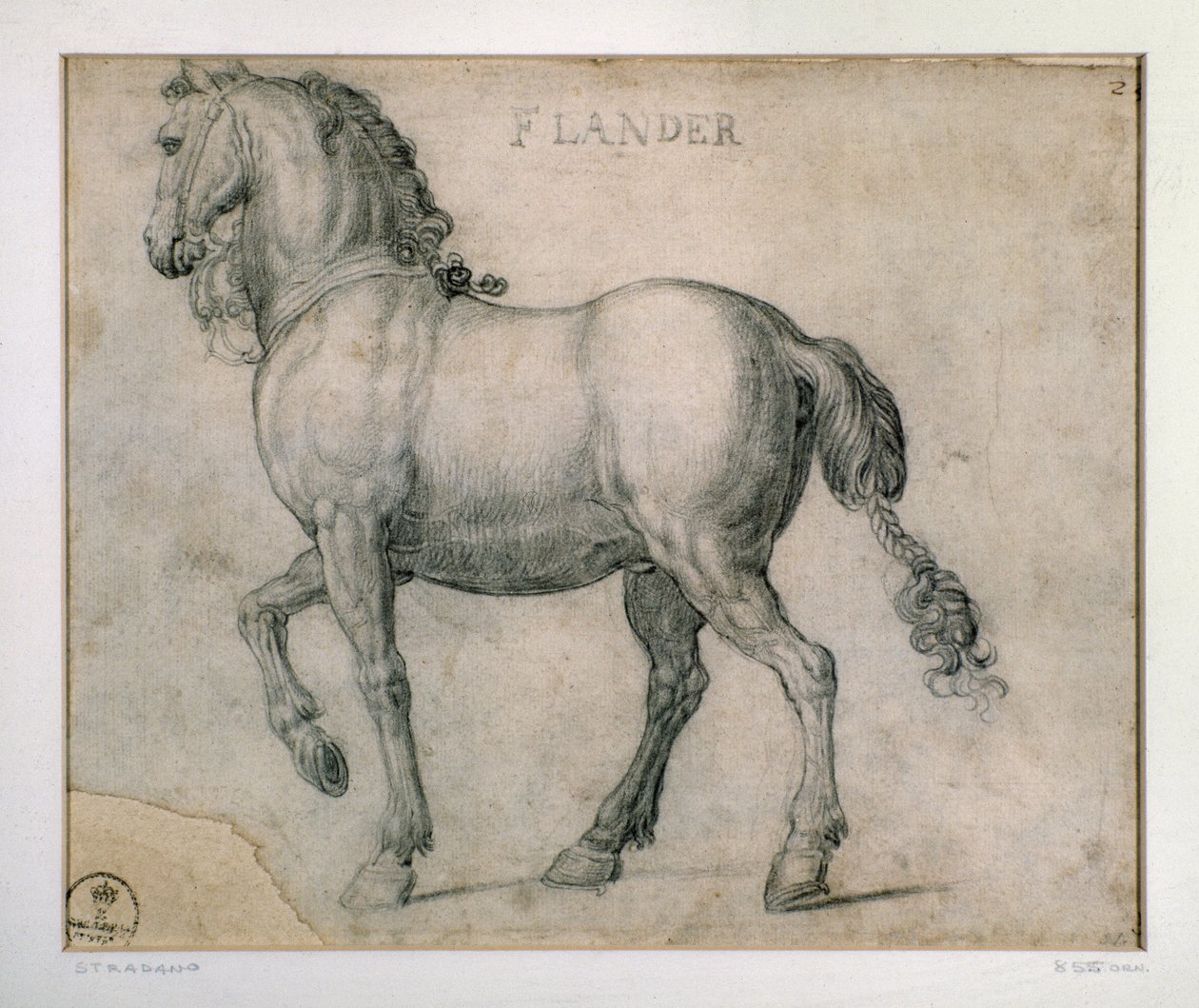 Tutkimus hevoselle Flanderista Piirustus Giovanni Stradano (Jan van der Straet) (1523-1605) Firenze, Printtien ja piirustusten laitos, Uffizi (toimistot) tekijältä Jan van der Straet