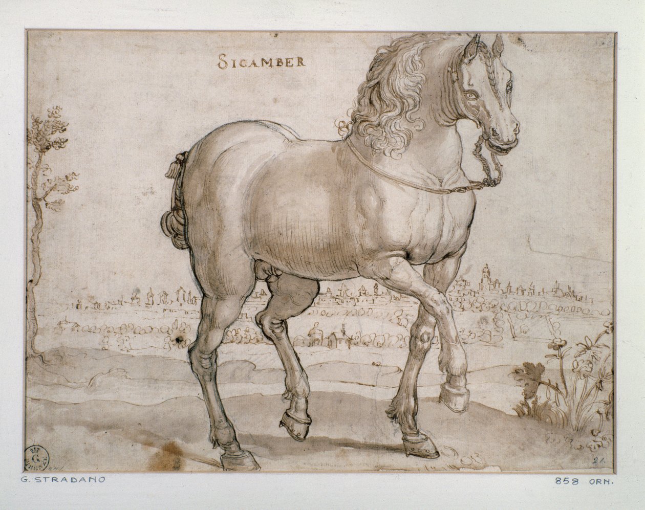 Tutkimus sikamberhevoselle Piirustus Giovanni Stradano (Jan van der Straet) (1523-1605) Firenze, Printtien ja piirustusten laitos, Uffizi (toimistot) tekijältä Jan van der Straet