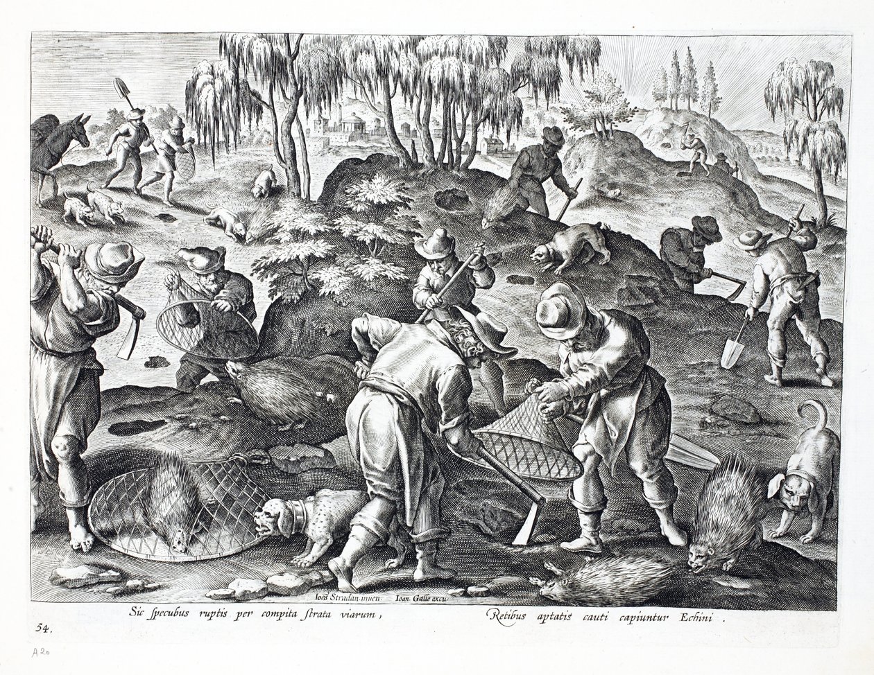 Porcupines kaivetaan esiin ja vangitaan, levy 54, kuva julkaisusta "Venationes, Ferarum, Avium, Piscium" (Metsästys: Wild Beasts, Birds, Fish), kaiverrus Jan Collaert (1566-1628), pub. kirjoittanut Phillipus tekijältä Jan van der Straet