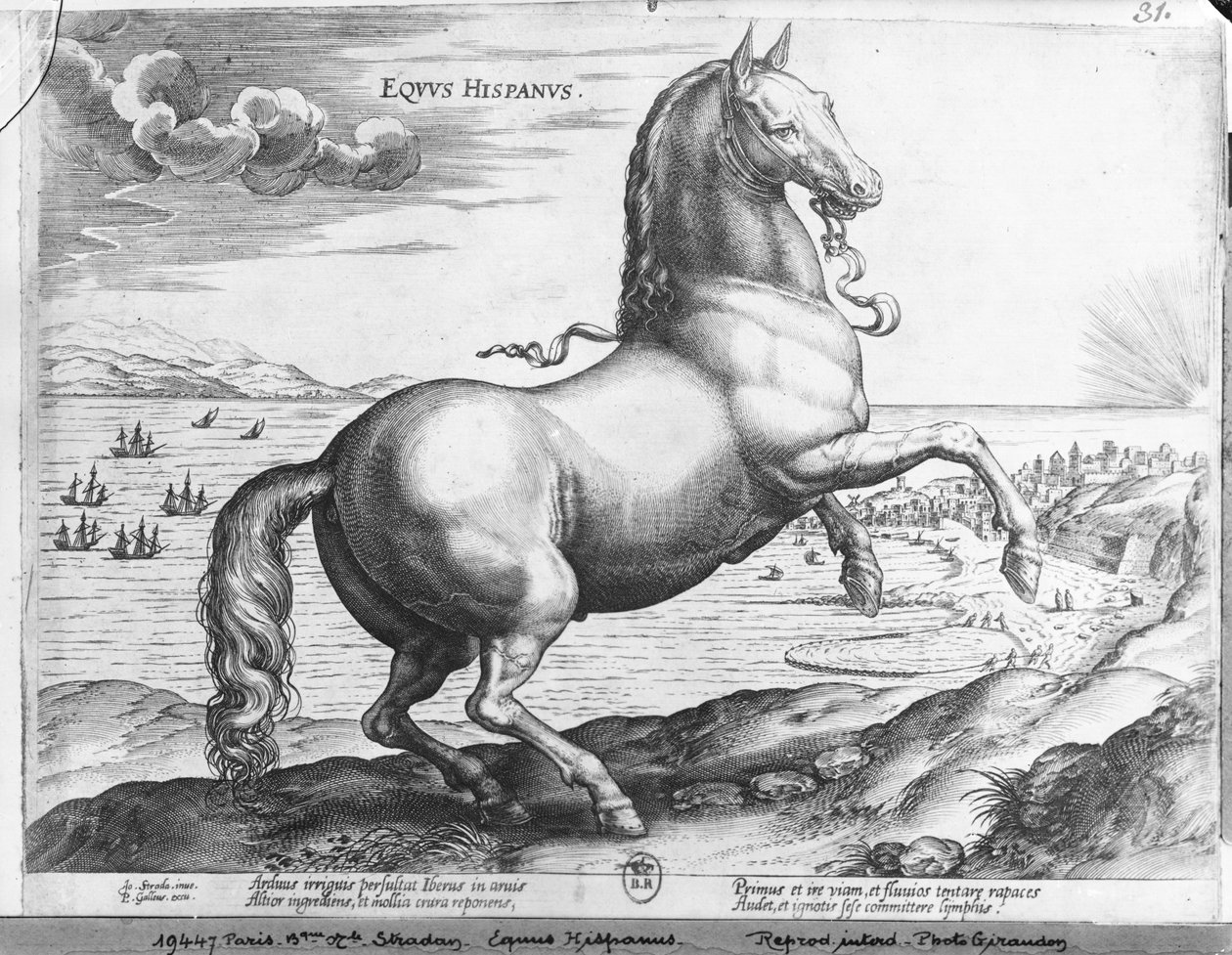 Equus Hispanus tekijältä Jan van der Straet