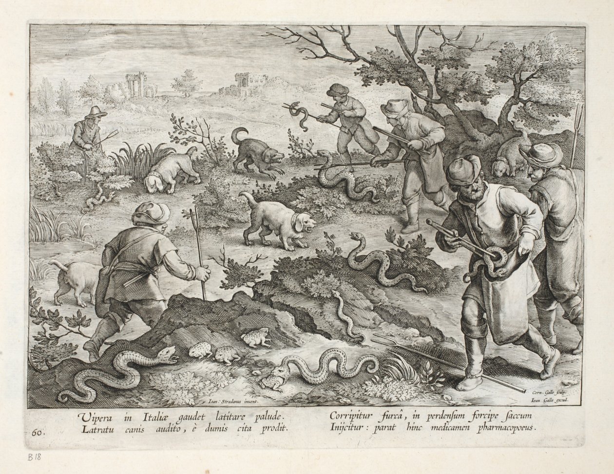 Italialaiset kyykäärmeet syövät rupikonnat, levy 60, kuva julkaisusta "Venationes, Ferarum, Avium, Piscium" (Metsästys: Wild Beasts, Birds, Fish), kaiverrus Jan Collaert (1566-1628), pub. kirjoittanut Phillipus Gallaeus tekijältä Jan van der Straet
