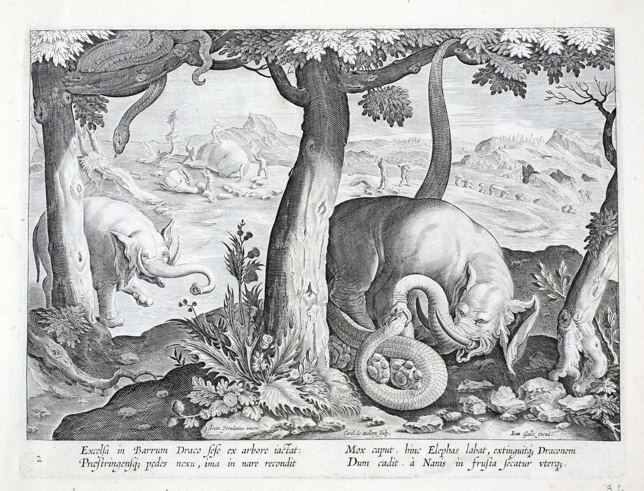 Elefantinmetsästyksessä käytetty käärme, kuvitus teoksesta "Venationes, Ferarum, Avium, Piscium" (Metsästys: Wild Beasts, Birds, Fish), kaiverrus Jan Collaert (1566-1628), pub. kirjoittanut Phillipus Gallaeus, Amster tekijältä Jan van der Straet