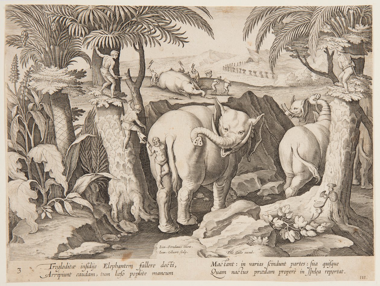Cavemen Chasing Elephants, levy 3 Villieläinten, lintujen ja kalojen metsästys -sarjasta tekijältä Jan van der Straet, called Stradanus