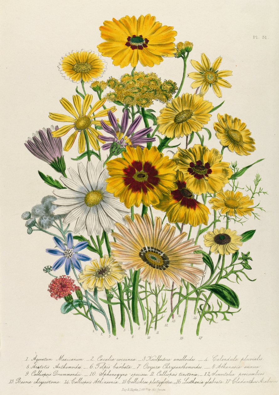 Daisies, levy 31 The Ladies Flower Gardenista, julkaistu 1842 tekijältä Jane Loudon