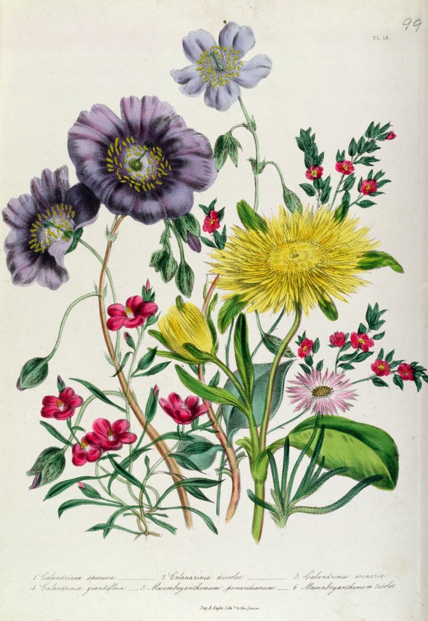 Calandrinia, levy 18 The Ladies Flower Gardenista, julkaistu 1842 (värilitho) tekijältä Jane Loudon