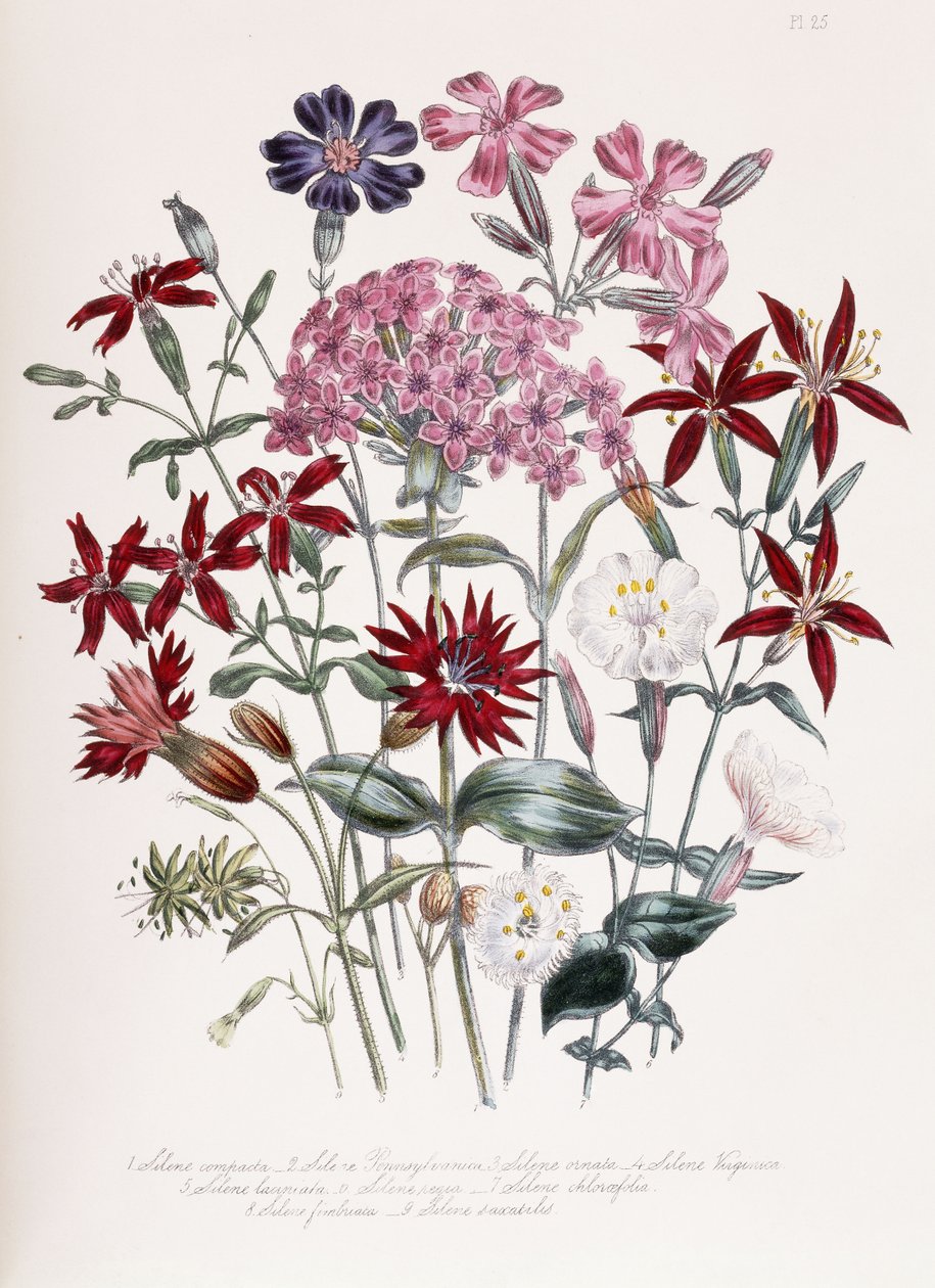 Catchfly tekijältä Jane Loudon