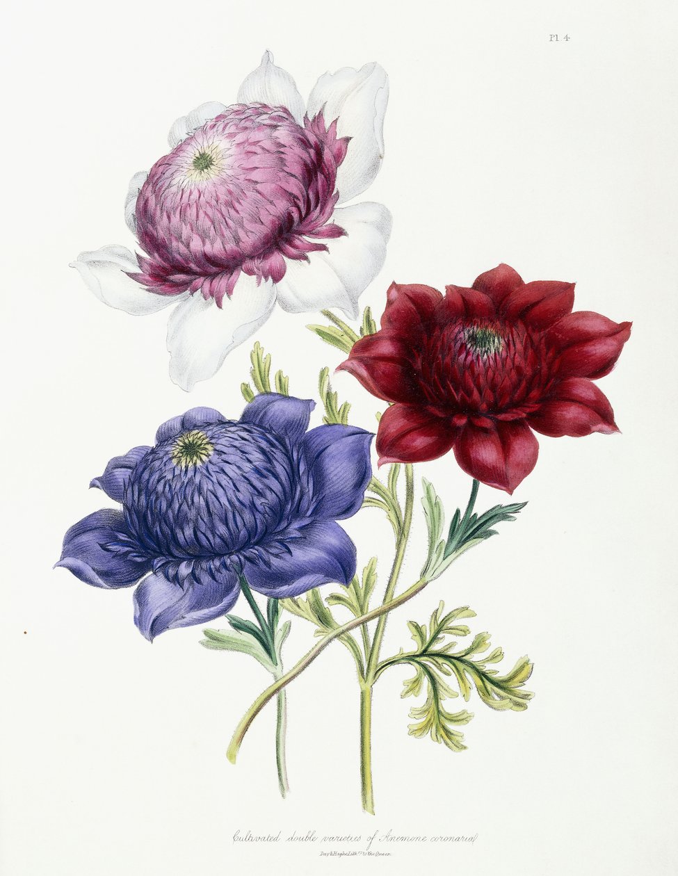 Viljelty Anemone coronarialin kaksoislajikkeita, 1843-49 tekijältä Jane Loudon