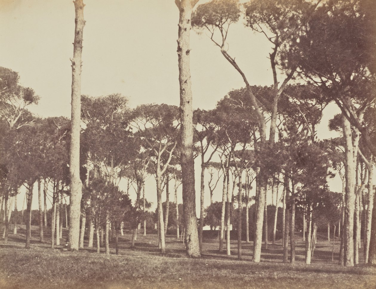 Kivimäntyjen metsä, Villa Pamfili Doria, Rooma tekijältä Jane Martha St. John