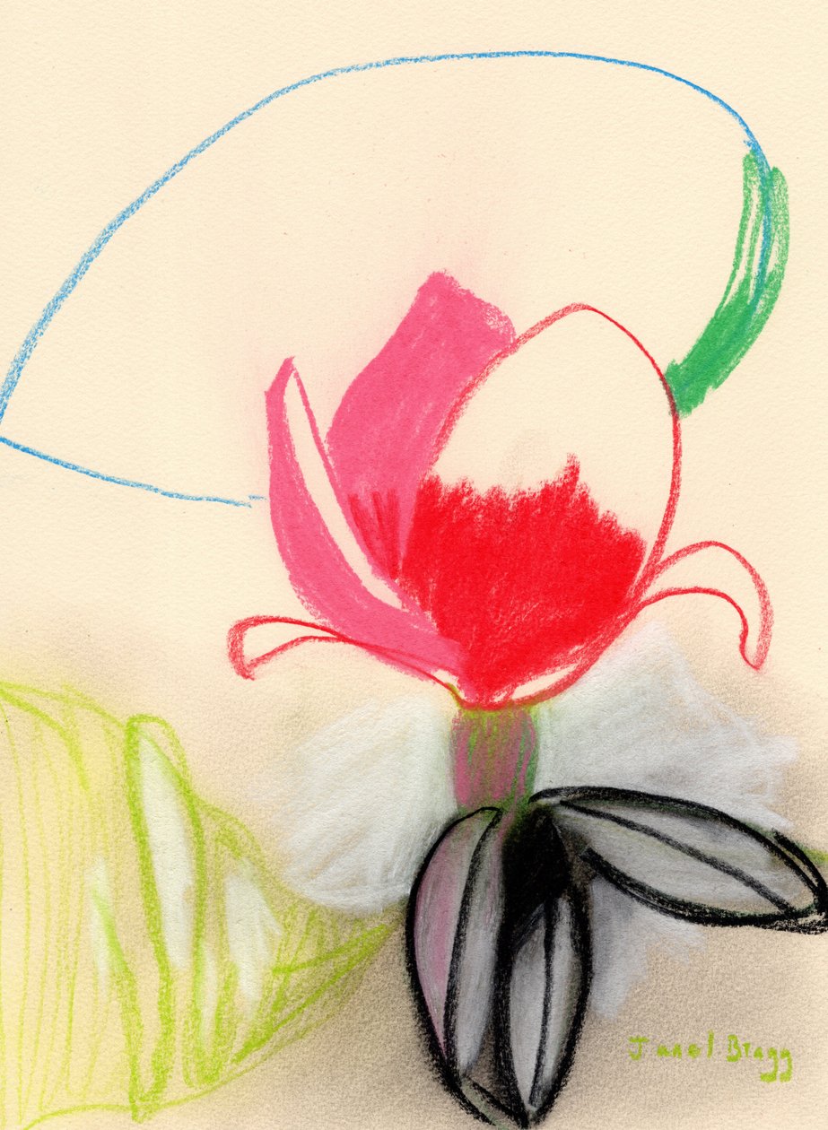 Magnolia väreissä, noin 2021 (pastelli paperille). tekijältä Janel Bragg