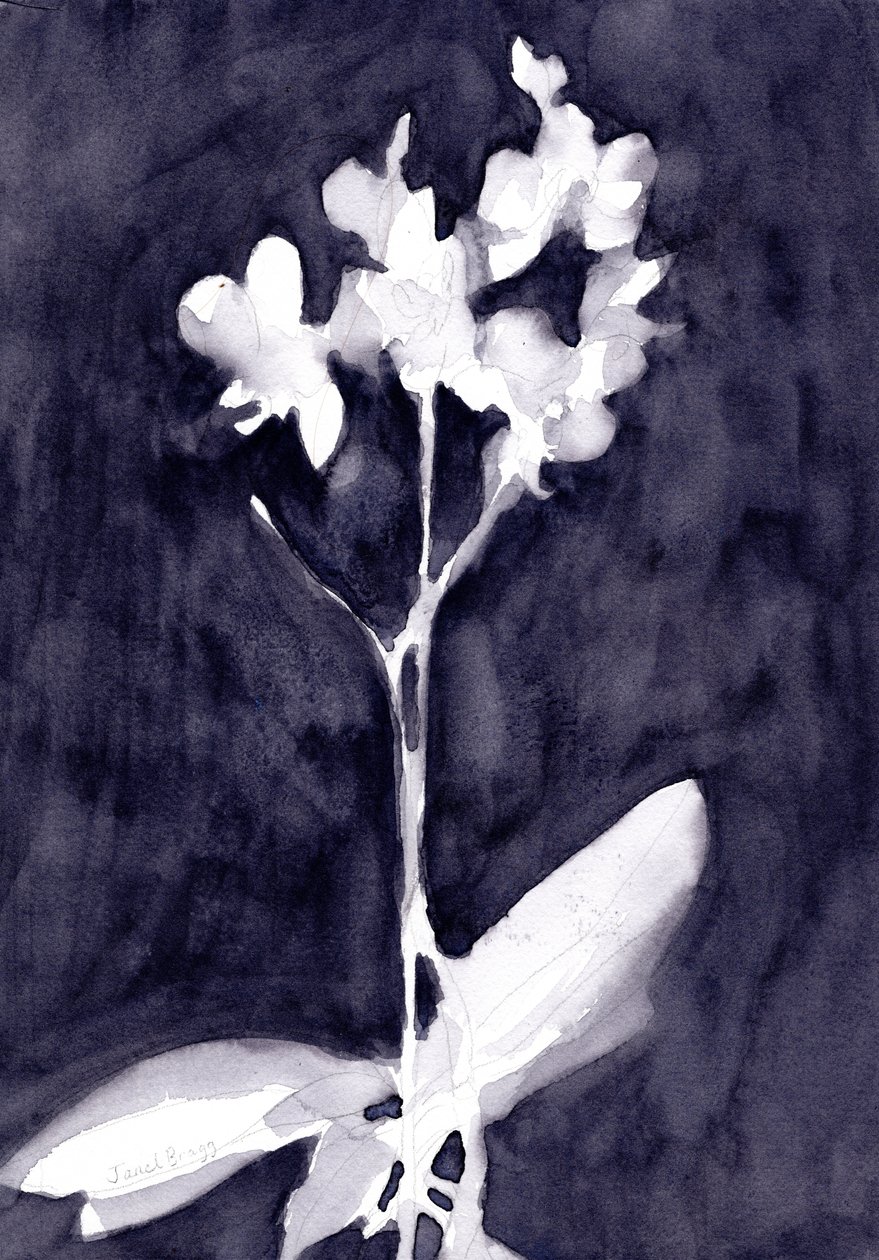 Orchid Impression in Dark Blue Gray, n. 2019 (vesiväri paperille). tekijältä Janel Bragg