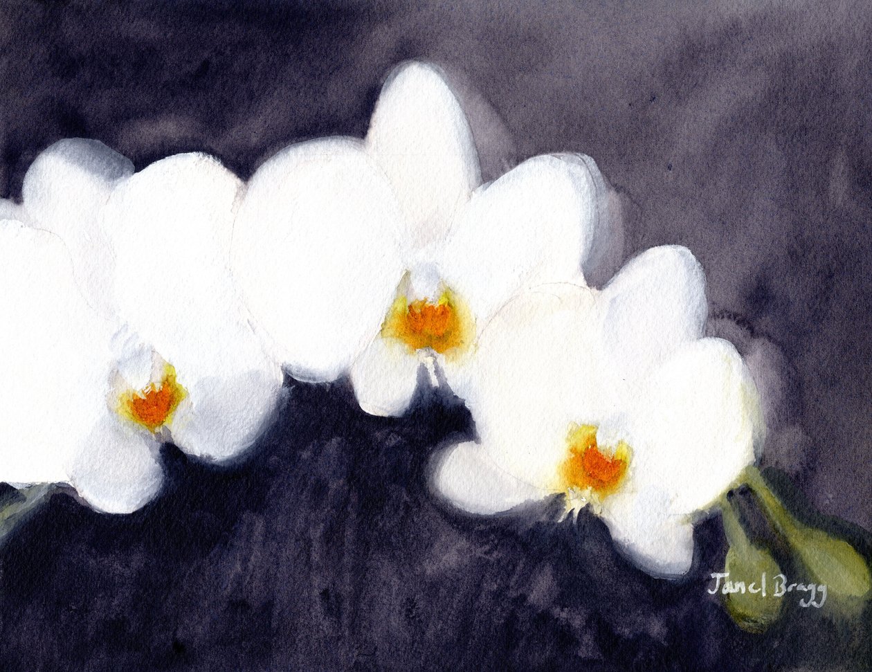 Orkidea White Phalaenopsis, n.2021 (vesiväri ja kaseiini paperille). tekijältä Janel Bragg