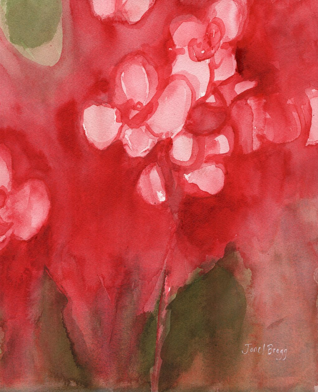 Orchid in Allzarin Crimson, noin 2017 (vesiväri paperille). tekijältä Janel Bragg