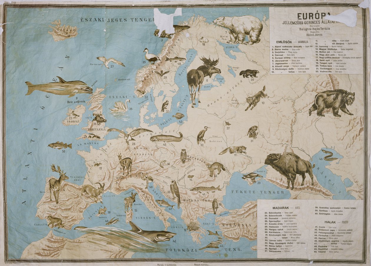 Kartta eläimistä Euroopassa, (värikaiverrus) tekijältä Janos Balint