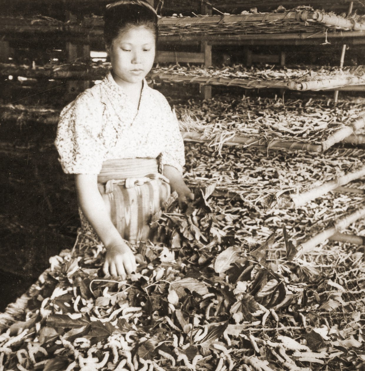 Nuorten silkkiäistoukkien ruokinta mulperinlehdillä, n.1900 (albumikuva) tekijältä Japanese Photographer