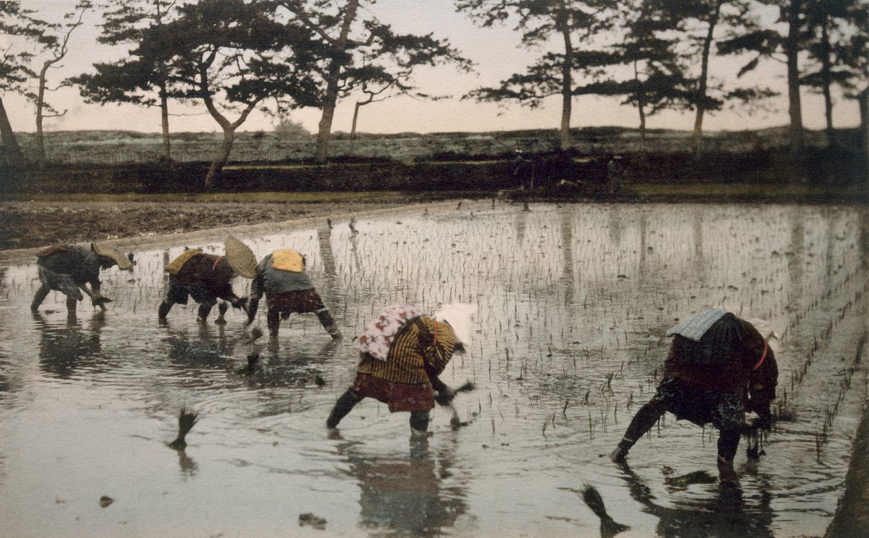 Viisi talonpoikaa, jotka istuttavat uudelleen riisiä riisipellolle (käsin väritetty kuva) tekijältä Japanese Photographer