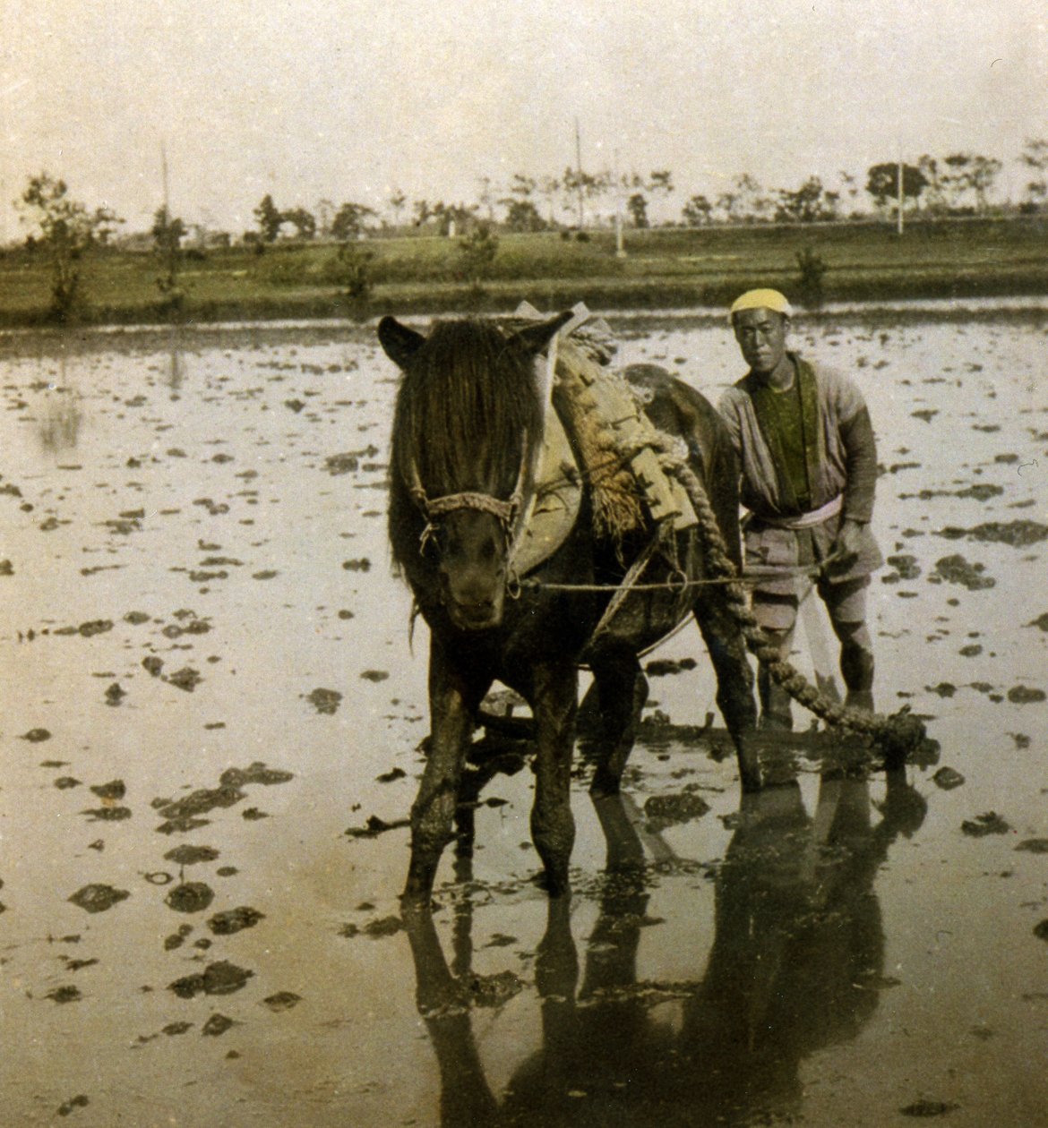 Riisipellon kyntäminen, n. 1900 (albumikuva) tekijältä Japanese Photographer