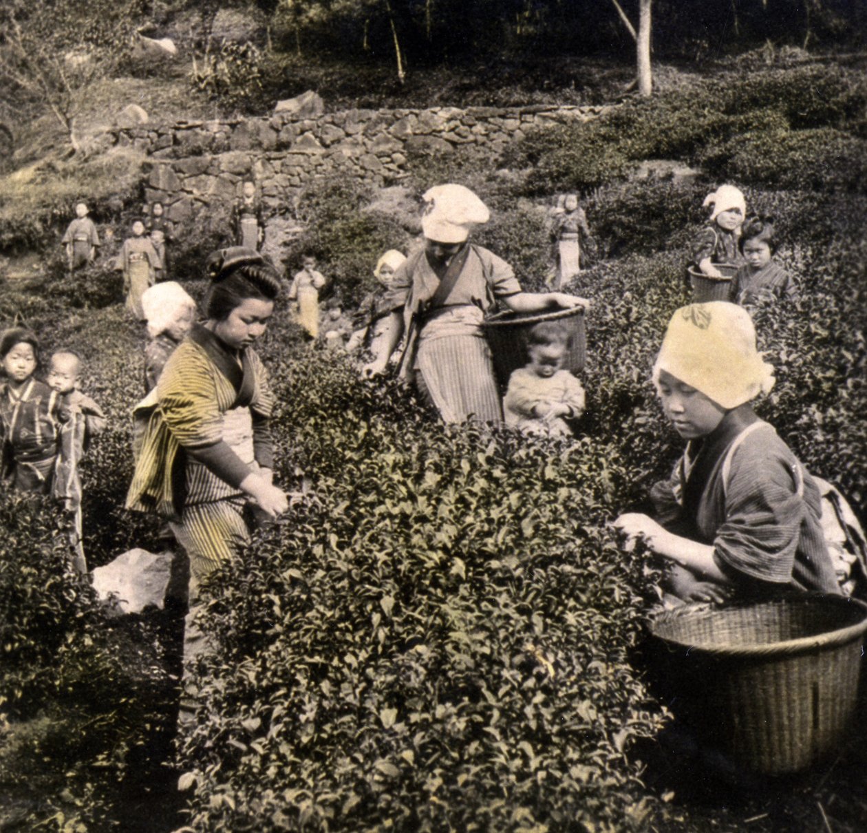Teen poiminta Ujin maakunnassa, n. 1900 (albumikuva) tekijältä Japanese Photographer